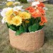 Цветник КАНЬОН купить в Чебоксарах